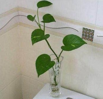 11月11 星座 廁所種什麼植物